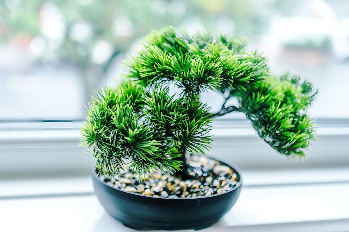65