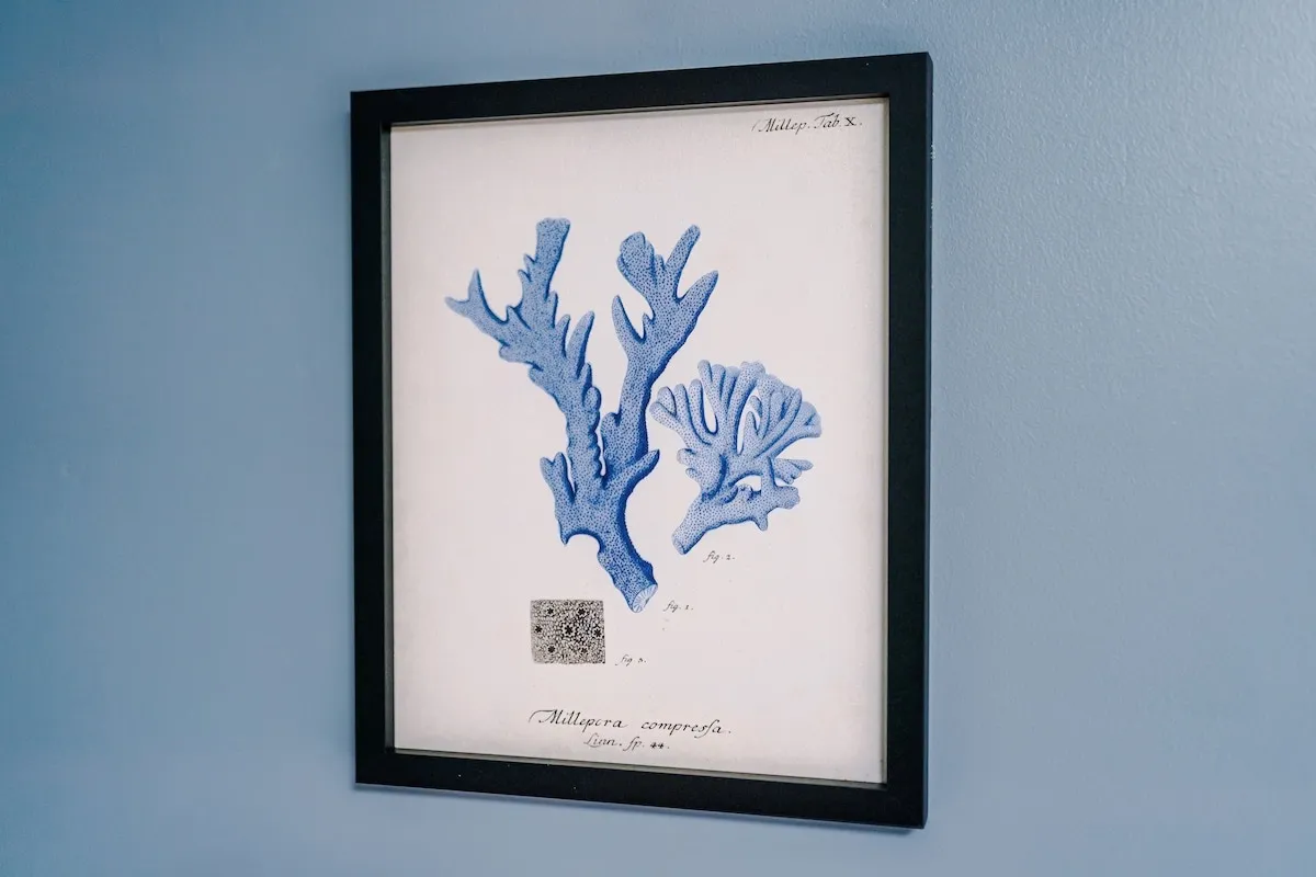 Coral print on the bathroom wall