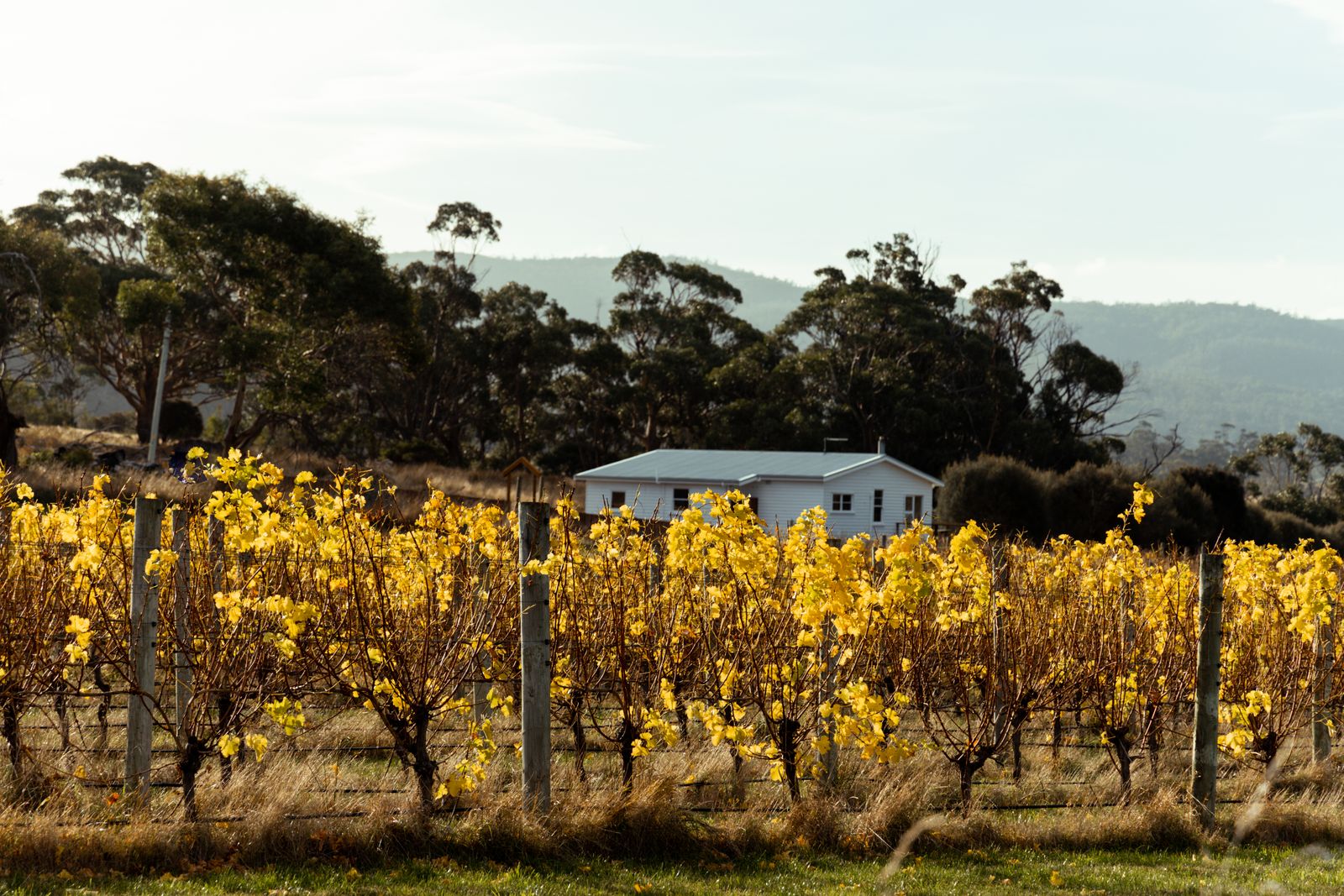 Pip's Place at Lisdillon Estate