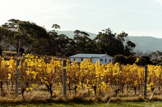 Pip's Place at Lisdillon Estate