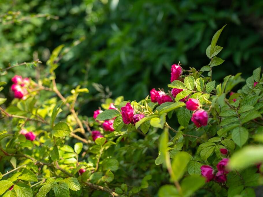 52