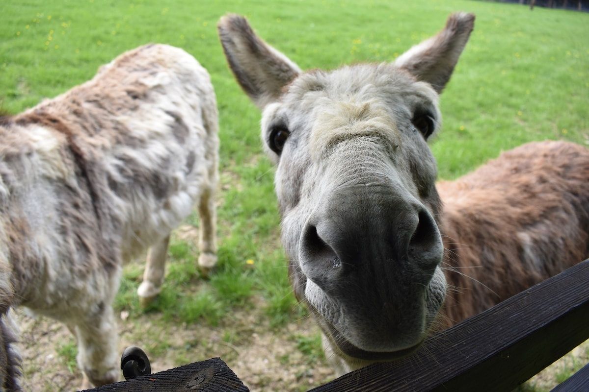 46